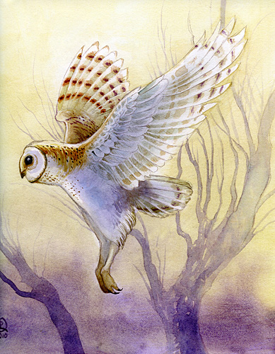 Owl